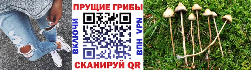 Псилоцибиновые грибы мицелий  Зея 